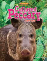 Collared Peccary