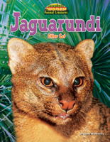 Jaguarundi