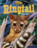 Ringtail