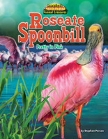 Roseate Spoonbill