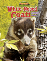White-Nosed Coati