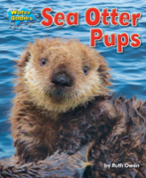 Sea Otter Pups