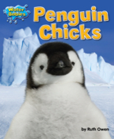 Penguin Chicks