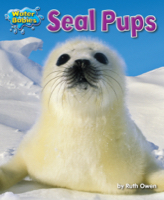 Seal Pups
