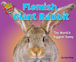 Flemish Giant Rabbit