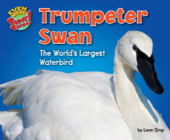 Trumpeter Swan
