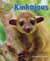 Kinkajous