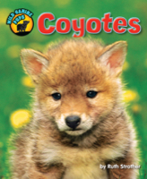 Coyotes