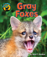 Gray Foxes