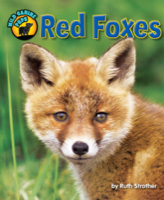 Red Foxes