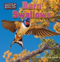 Barn Swallows