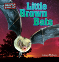 Little Brown Bats