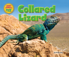 Collared Lizard