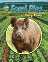 Feral Pigs