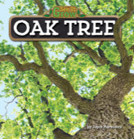 Oak Tree