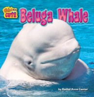 Beluga Whale