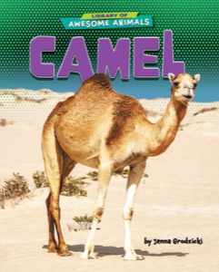 Camel