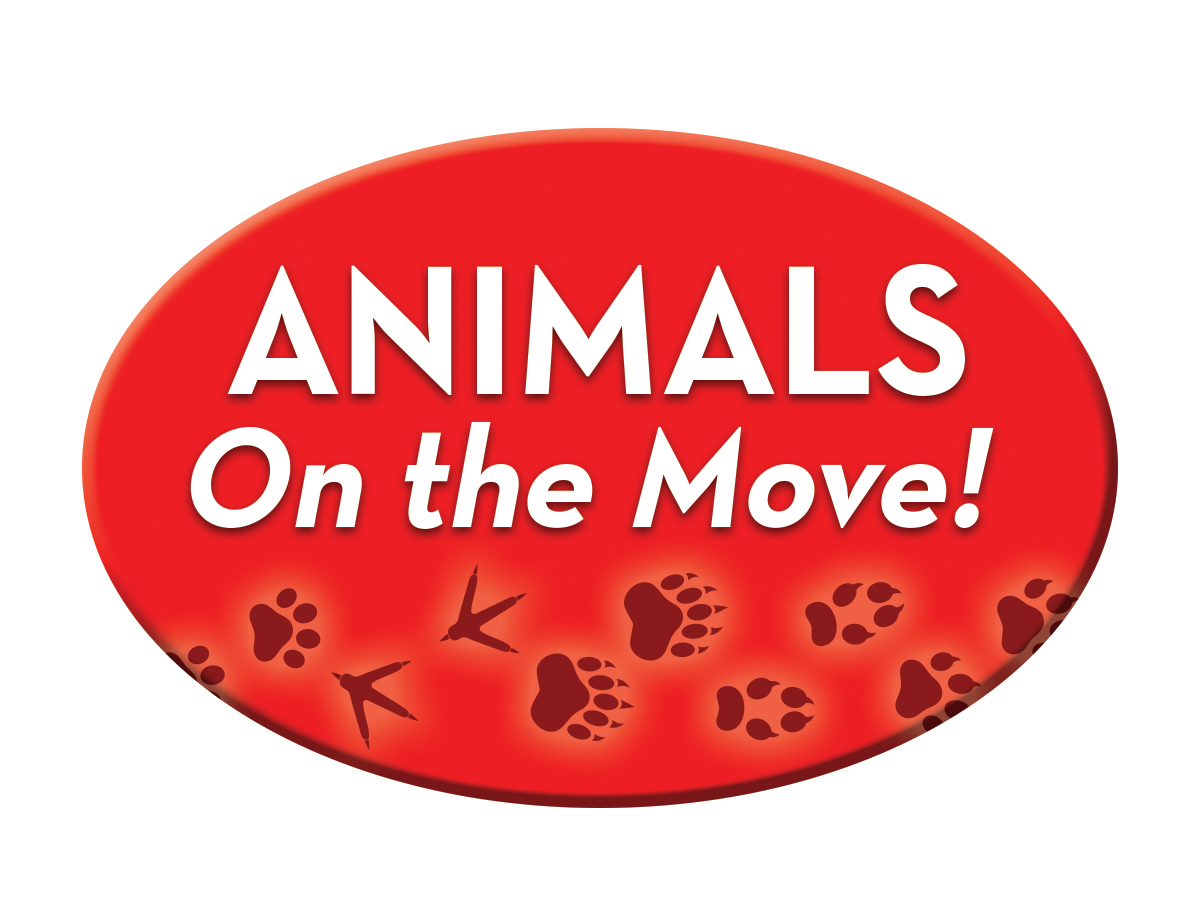Animals on the Move!