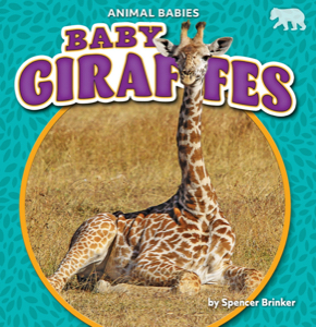 Baby Giraffes