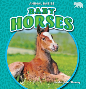 Baby Horses