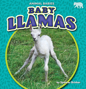 Baby Llamas