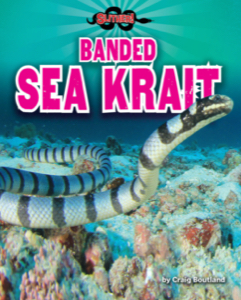 Banded Sea Krait