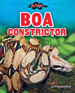 Boa Constrictor