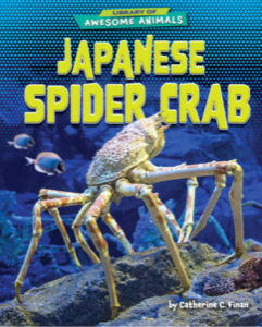 Japanese Spider Crab