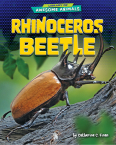 Rhinoceros Beetle