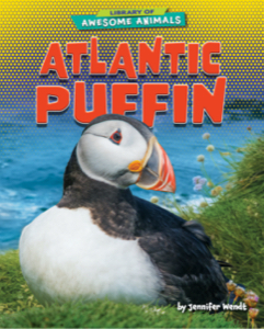 Atlantic Puffin