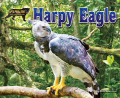 Harpy Eagle