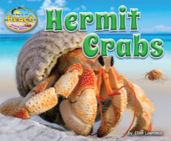 Hermit Crabs