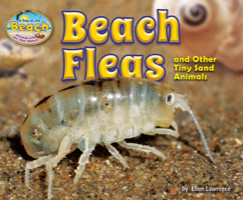 Beach Fleas and Other Tiny Sand Animals