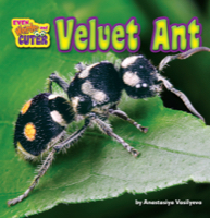 Velvet Ant