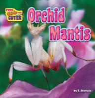 Orchid Mantis