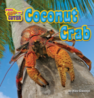 Coconut Crab