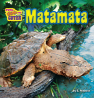 Matamata