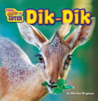Dik-Dik