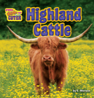 Highland Cattle