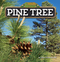 Pine Tree