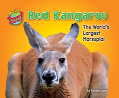 Red Kangaroo