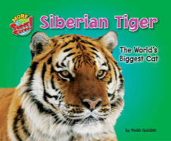 Siberian Tiger