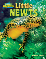 Little Newts