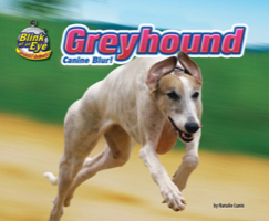 Greyhound
