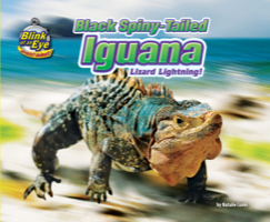 Black Spiny-Tailed Iguana