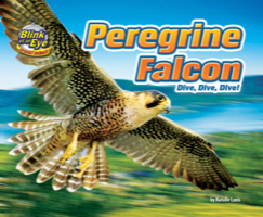 Peregrine Falcon
