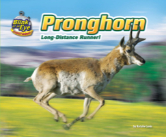 Pronghorn