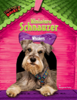 Miniature Schnauzer