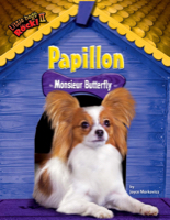 Papillon