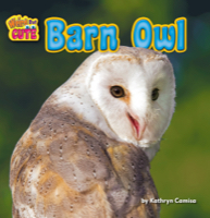 Barn Owl